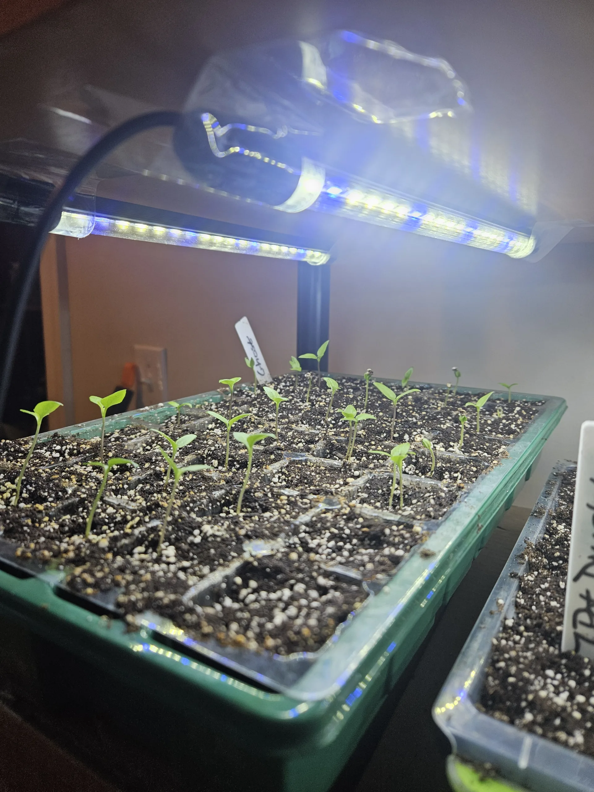 Peppers growing in a seed starting tray