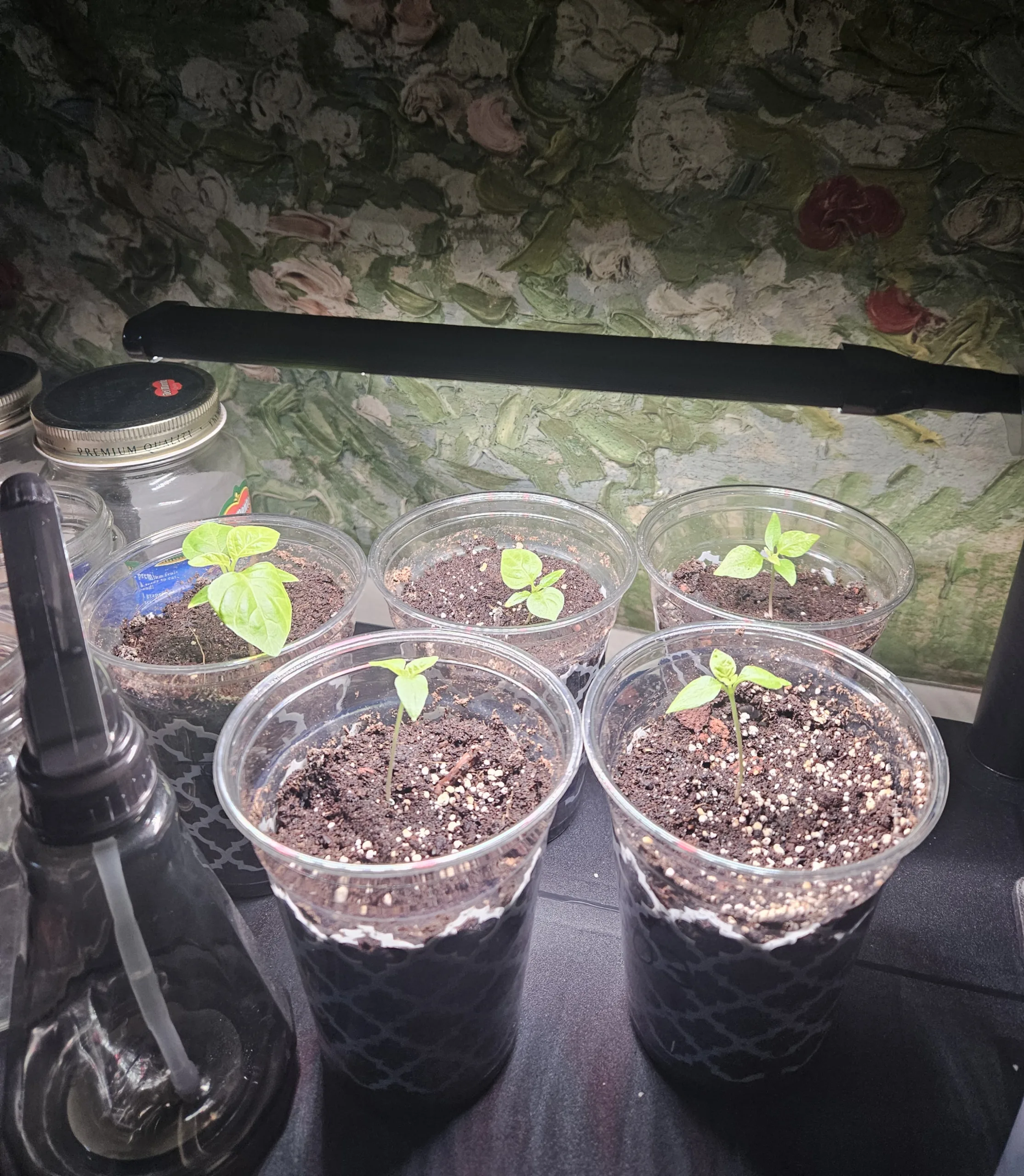 Pepper seedlings in plastic cups sitting under a grow light