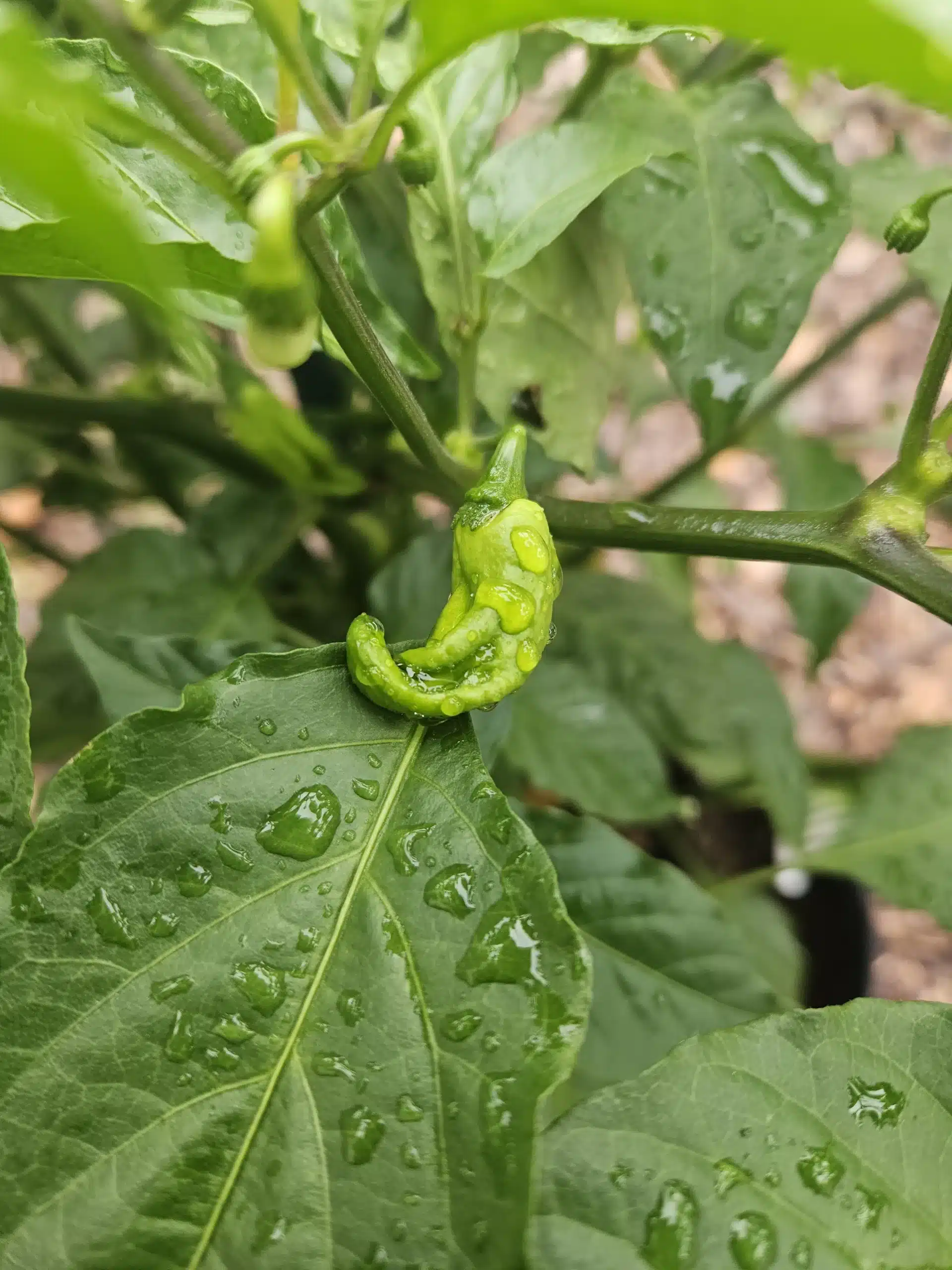 A curled inch long green ghost pepper growing on a plant