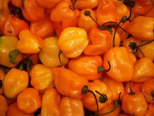 orange habaneros