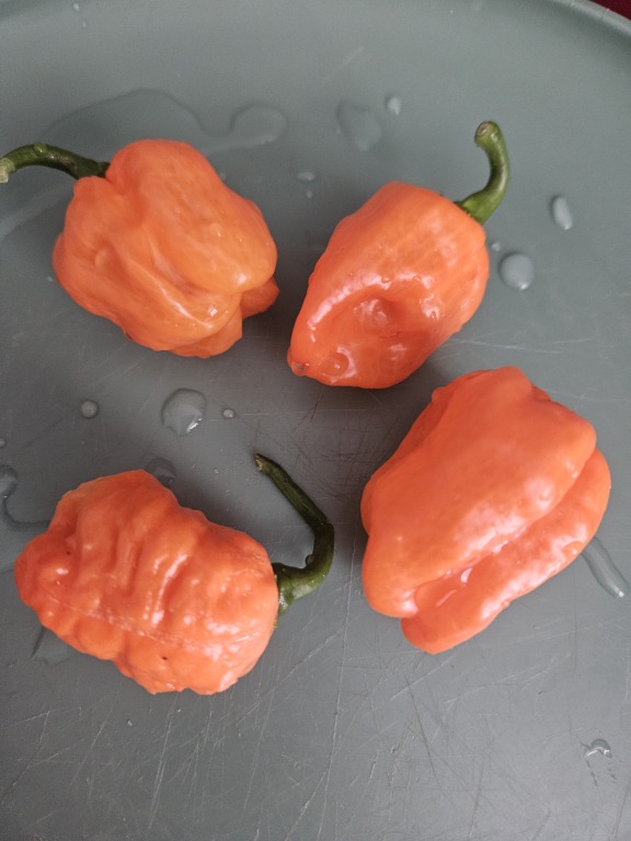 four freshly washed orange habaneros with water drops on a green plate