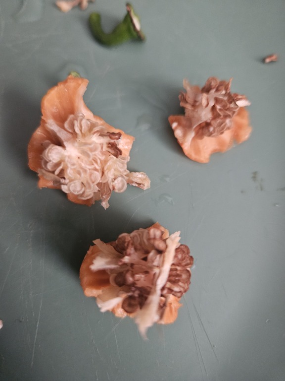 Three habanero stems with peppers attached